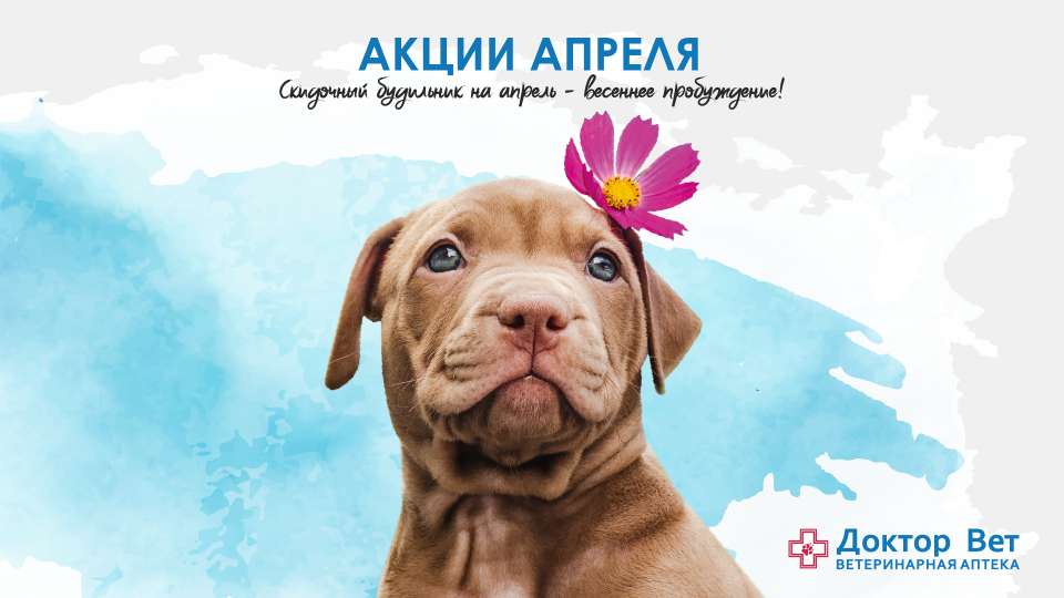 Скидочные недели в аптеке Доктор Вет