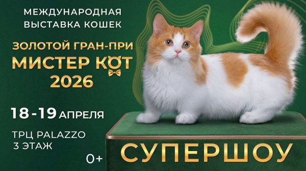 Золотой Гран-При Мистер Кот – 2026! Международная выставка кошек. СуперШоу