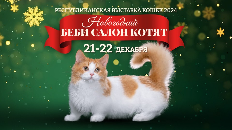Новогодний Беби Салон Котят 2024
