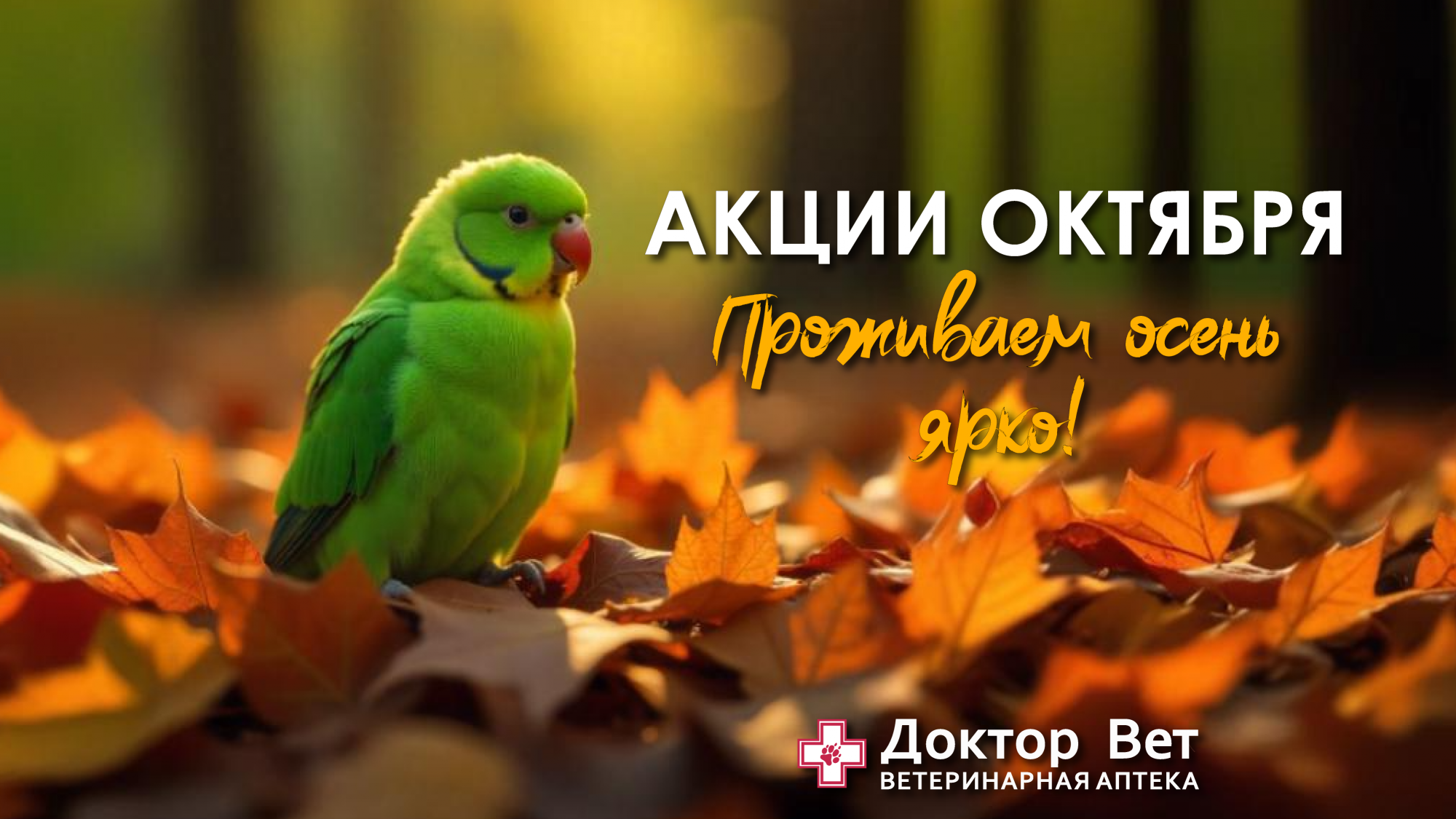 Предложения октября в Доктор Вет